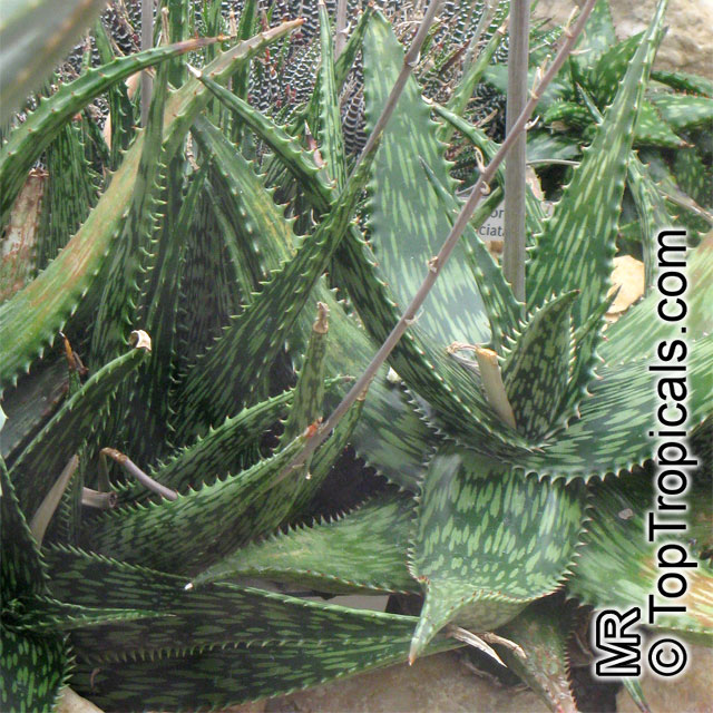 Aloe sp., Aloe. Aloe somaliensis