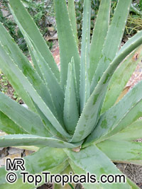 Aloe sp. - Aloe Vera

Click to see full-size image