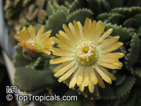 Aloinopsis sp., Aloinopsis, Living Stone

Click to see full-size image