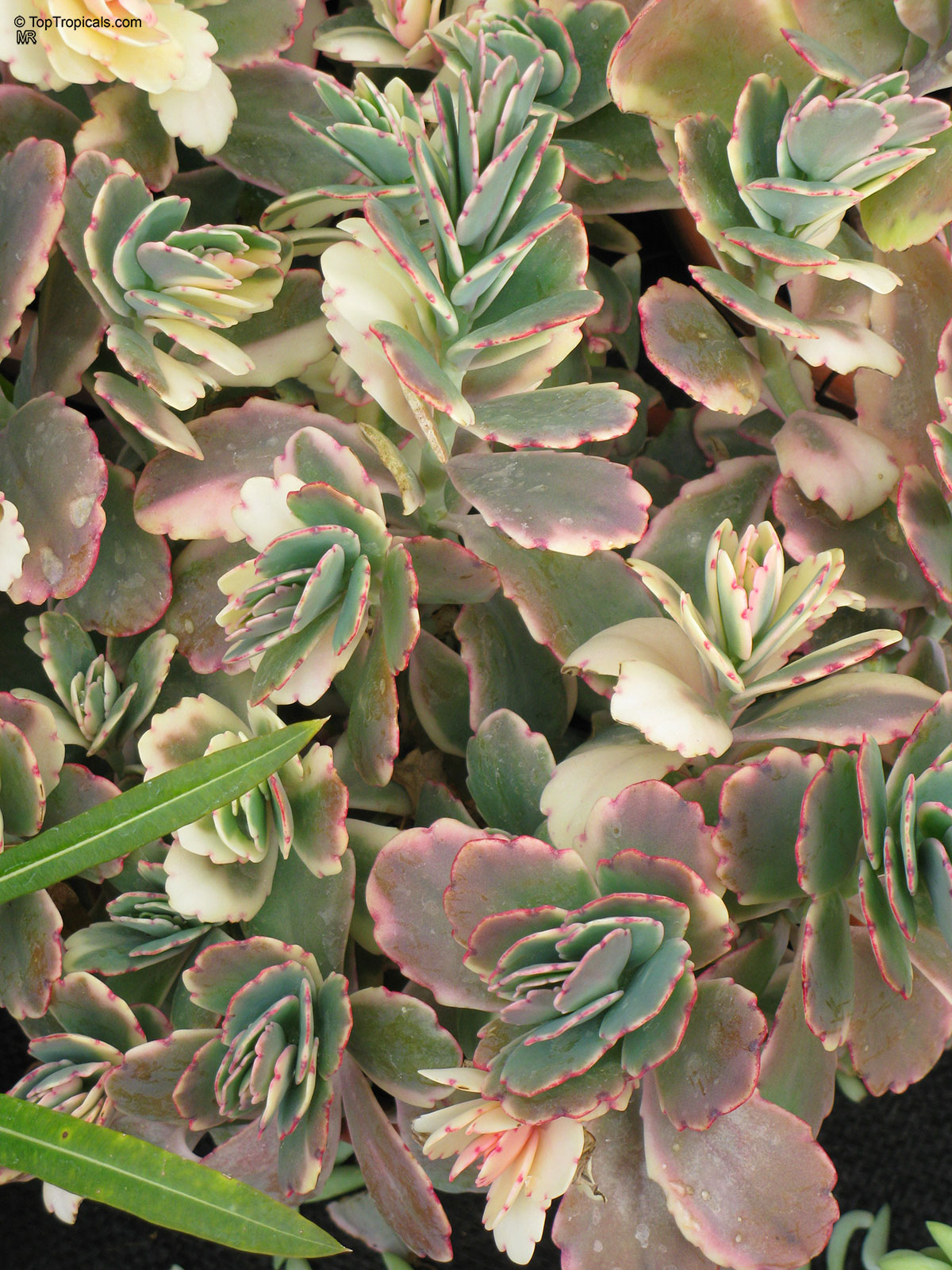 Bryophyllum fedtchenkoi, Kalanchoe fedtschenkoi, Kalanchoe Bryophyllum fedtchenkoi, Kalanchoe fedtschenkoi, Kalanchoe