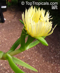Carpobrotus edulis, Highway Iceplant, Hottentot Fig, Iceplant

Click to see full-size image