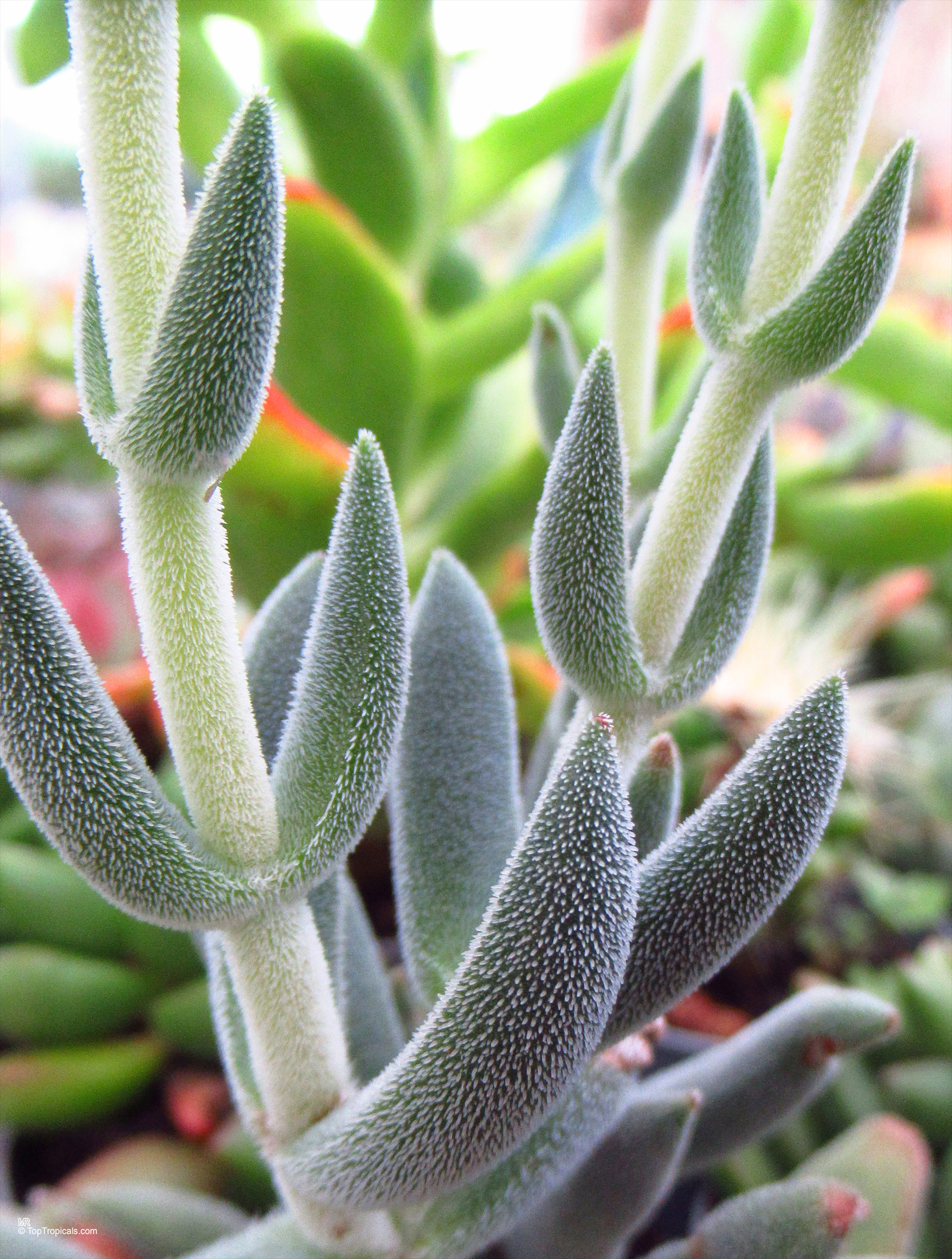Crassula mesembryanthemoides leaves have a fuzzy surface texture with a soft green color. Crassula mesembryanthemoides green plant with fuzzy leaves in a close up view