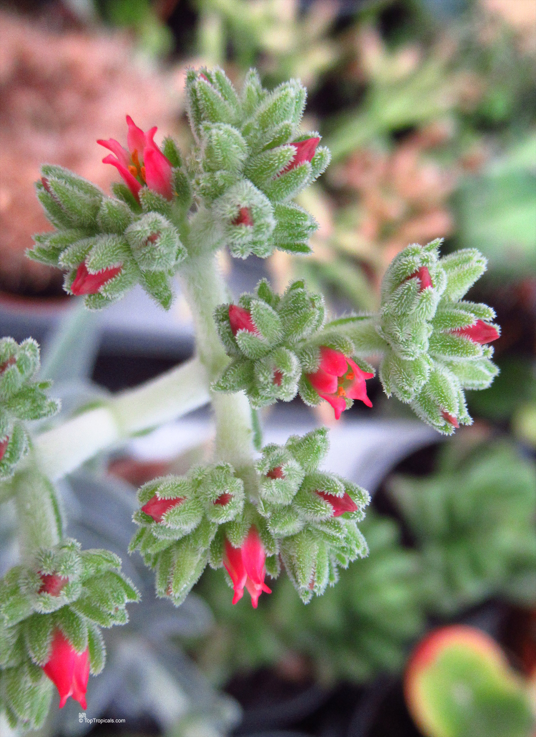 Crassula mesembryanthemoides with fuzzy green leaves and small pink flower buds in tight clusters Crassula mesembryanthemoides green leaves with pink flower buds in a close up, soft focus