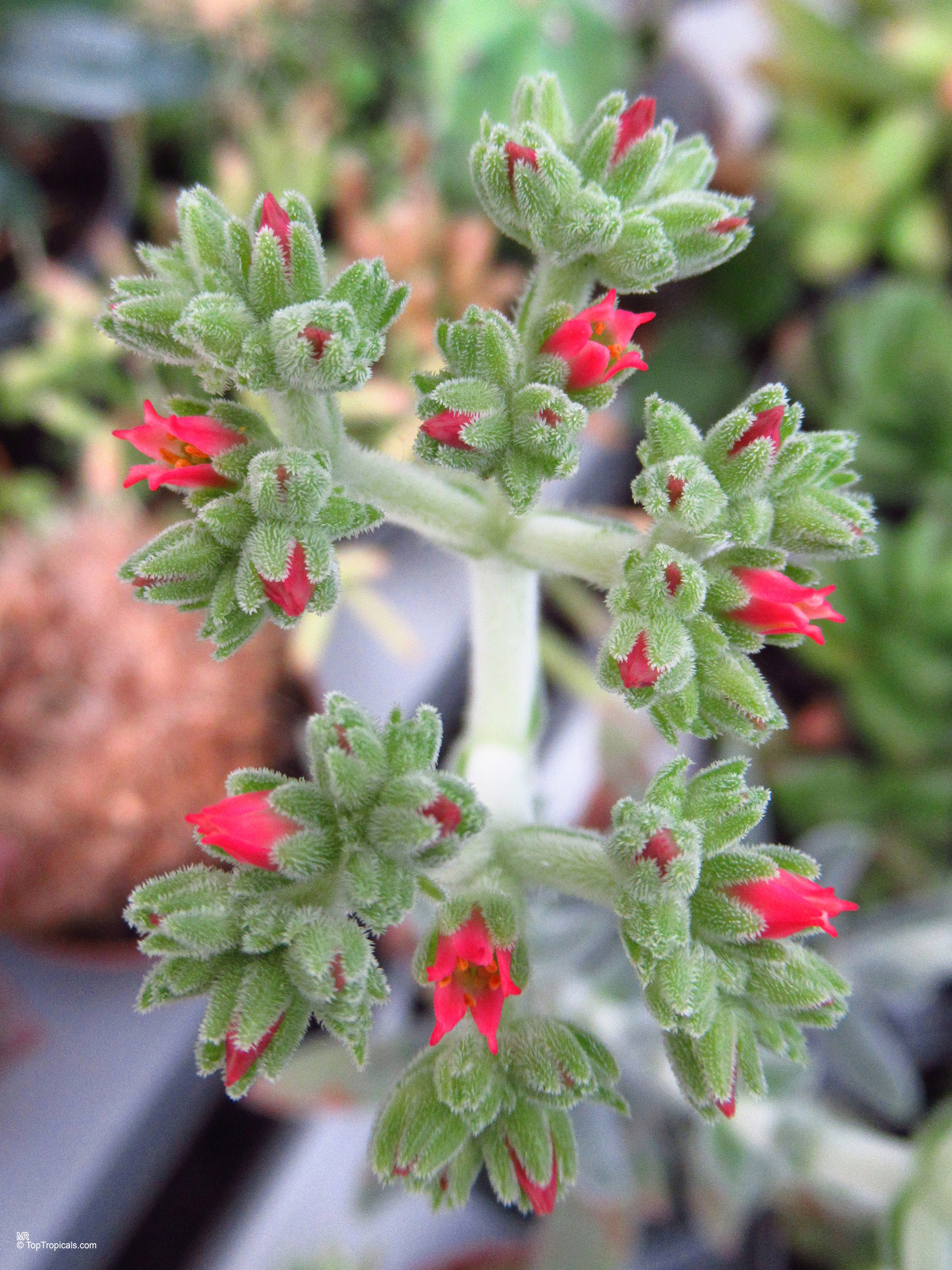 Crassula mesembryanthemoides with fuzzy green leaves and small red flower clusters on a succulent stem. Crassula mesembryanthemoides green leaves with red flower close up on a fuzzy succulent plant