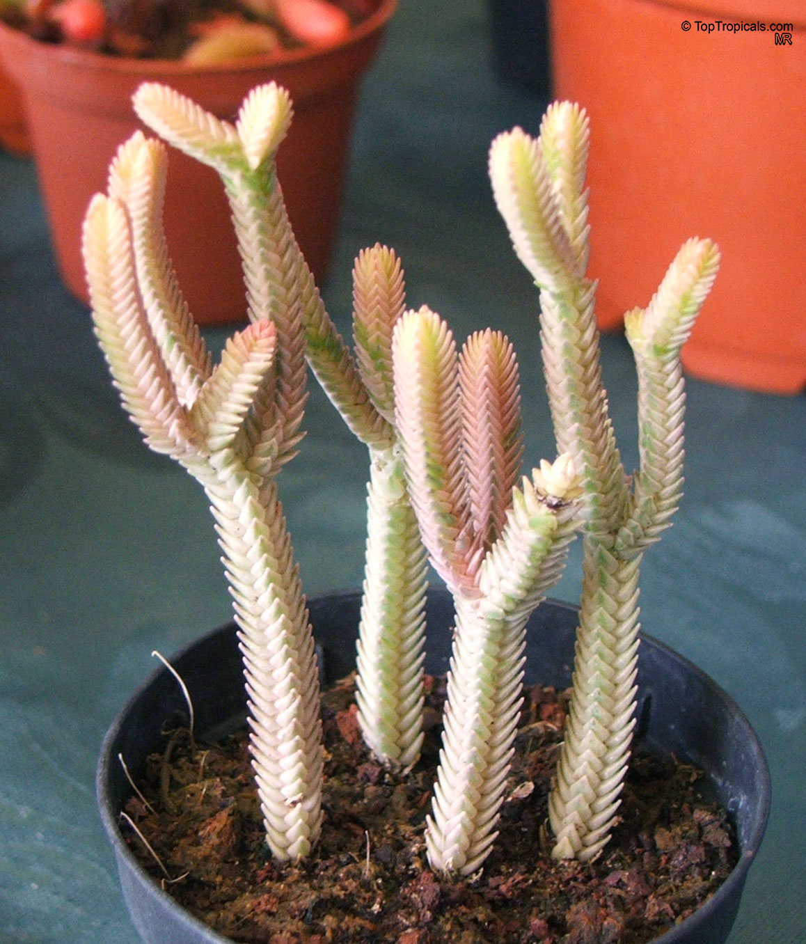 Crassula muscosa f. variegata Crassula muscosa (Rattail Crassula) light green and pink plant with small scale leaves