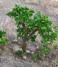 Crassula ovata, Crassula argentea, Crassula portulacea, Crassula obliqua, Jade Plant, Dollar Plant, Money Tree

Click to see full-size image
