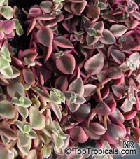Crassula pellucida, Crassula

Click to see full-size image