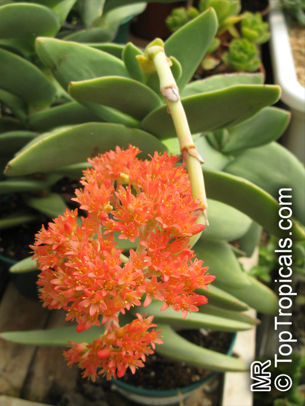 Crassula Falcata 'Propeller Plant' – Live Succulent From Succulents Depot