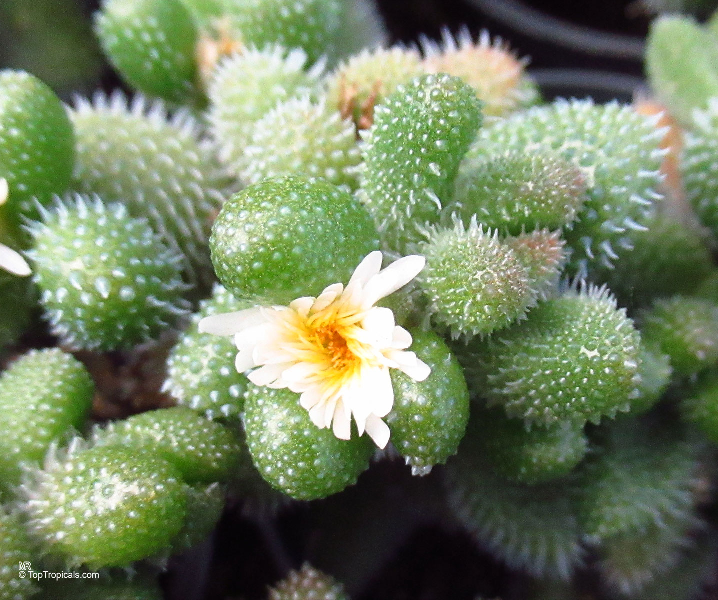 Delosperma echinatum (Pickle Plant) with unique textured green leaves and a small white yellow flower. Delosperma echinatum (Pickle Plant) with green bumpy leaves and a white yellow close up flower.