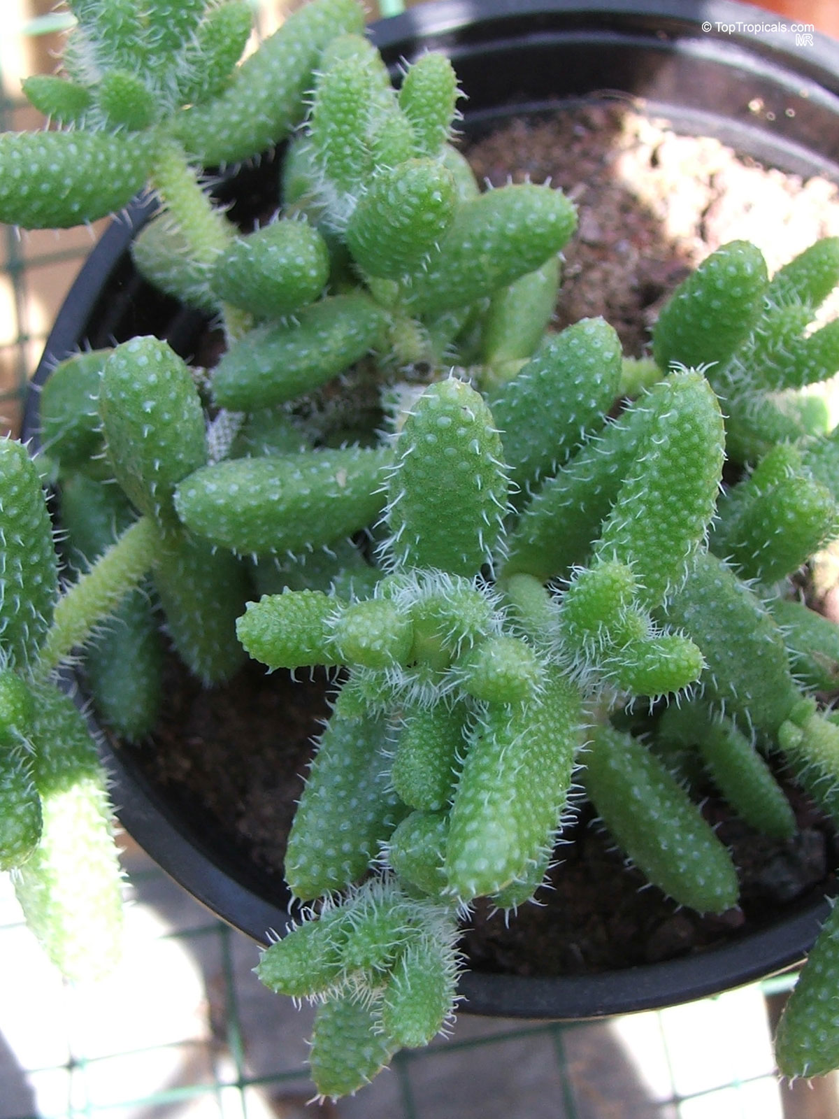 Delosperma echinatum (Pickle Plant) has thick green leaves with small white prickles in a container. Delosperma echinatum (Pickle Plant) with green leaves and small white prickles on a plant.