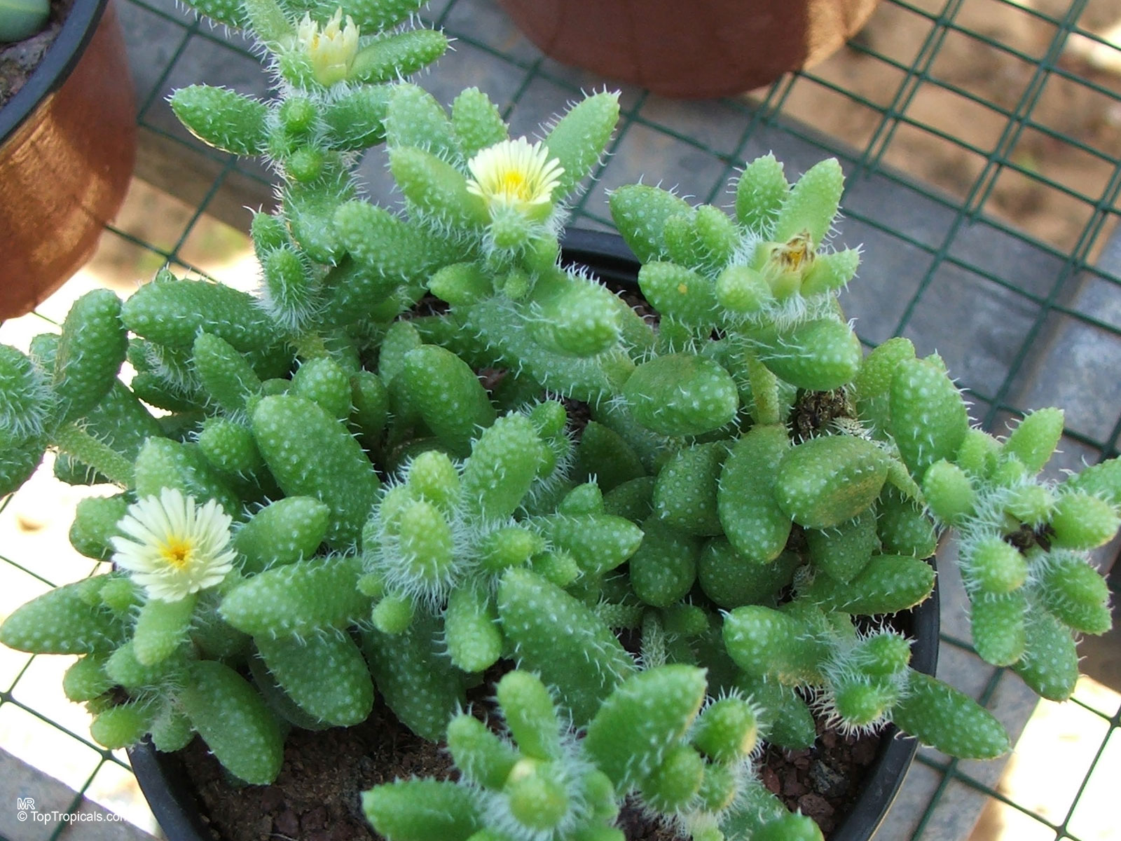 Delosperma echinatum (Pickle Plant) with unique green textured foliage and small yellow flower heads. Delosperma echinatum (Pickle Plant) has green leaves with small yellow flowers in a pot.