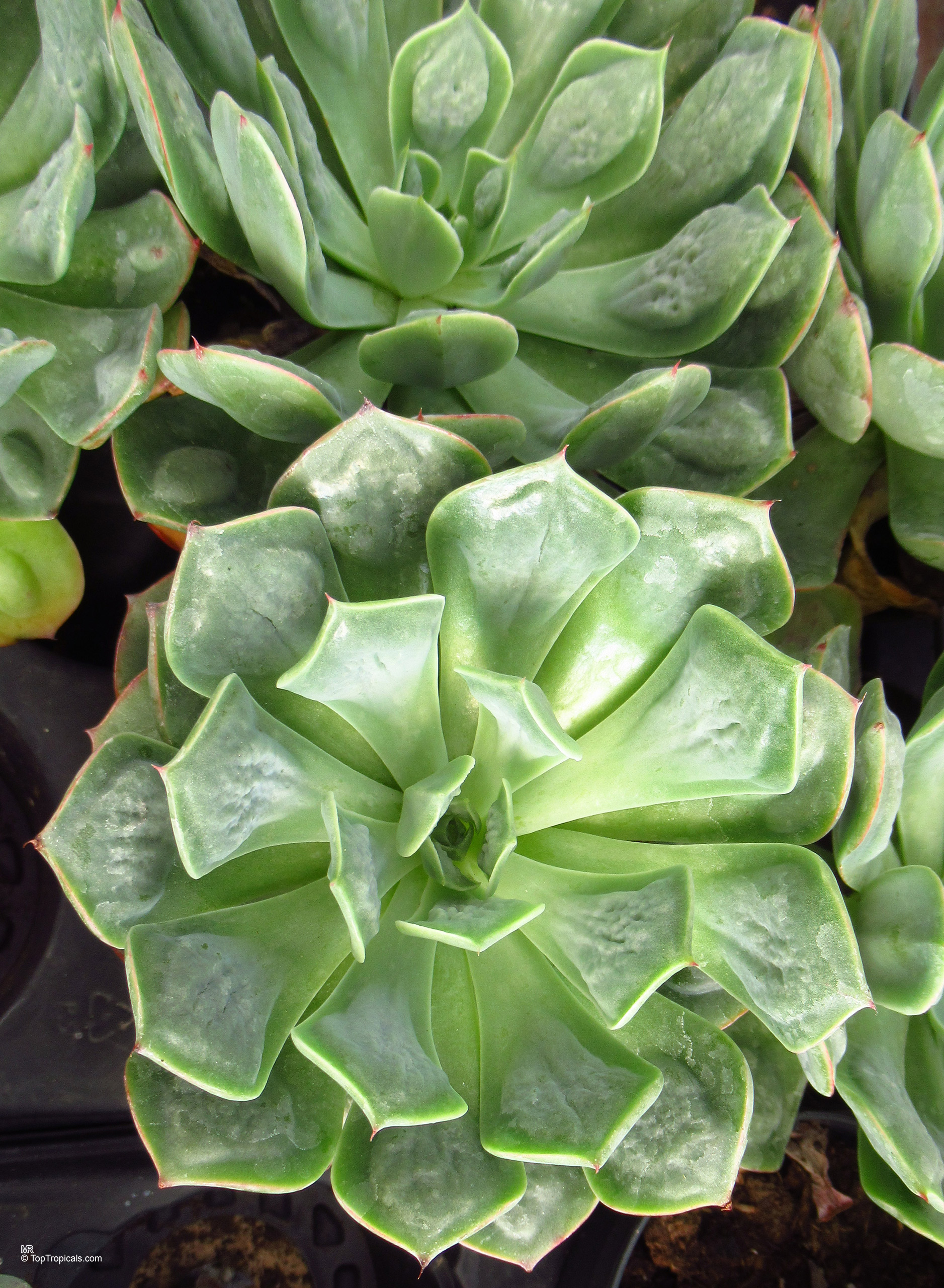 Echeveria 'Raindrops' Echeveria sp. (Echeveria) light green plant with pointed thick leaves in a close up.