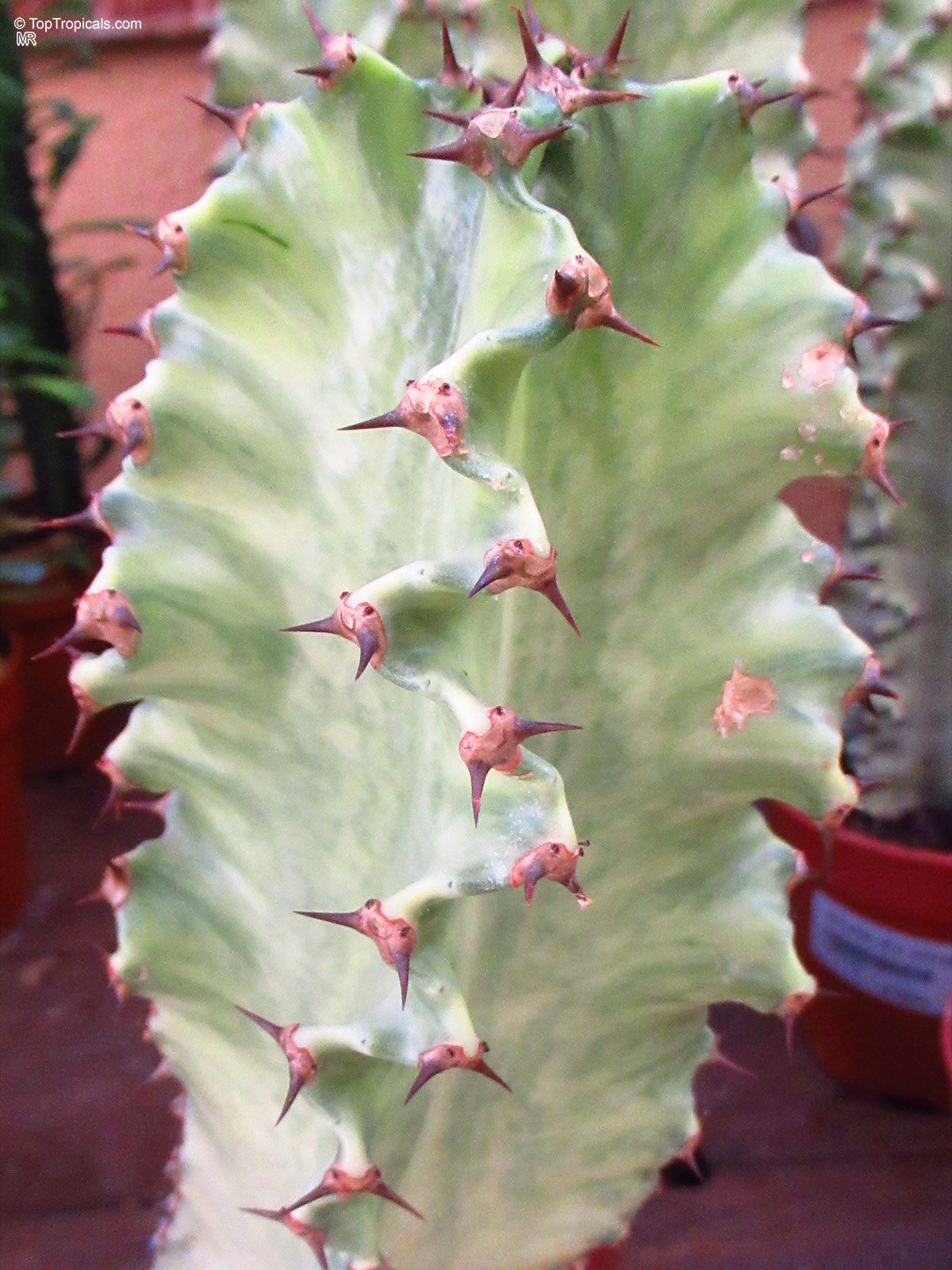 Euphorbia sp., Milkweed, Spurge. Euphorbia ammak variegata Euphorbia sp., Milkweed, Spurge. Euphorbia ammak variegata