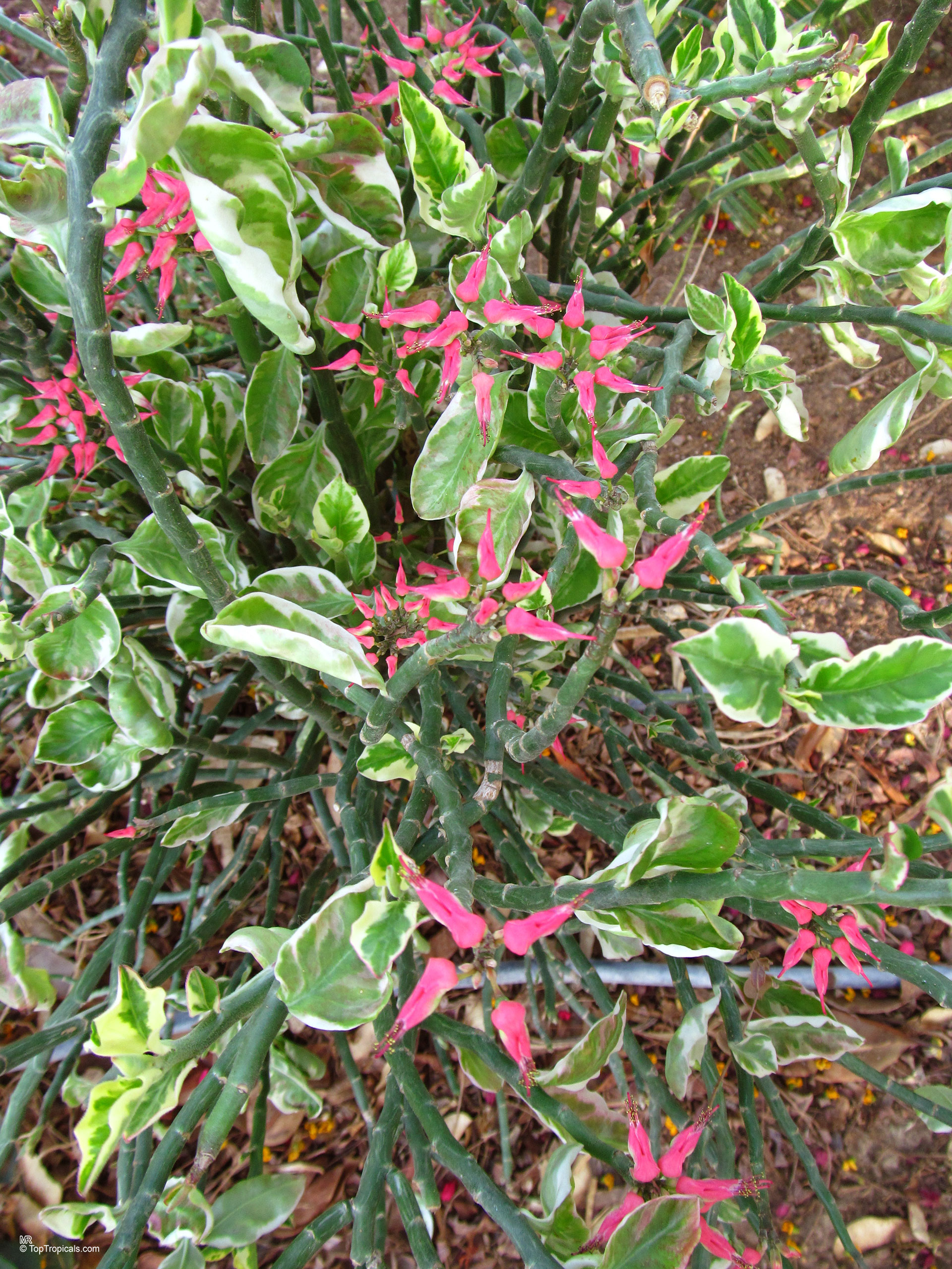 Euphorbia tithymaloides (Devil's backbone) showing pink flowers and variegated leaves on zig-zag stems Euphorbia tithymaloides (Devil's backbone) plant with pink flowers and variegated green leaves in garden