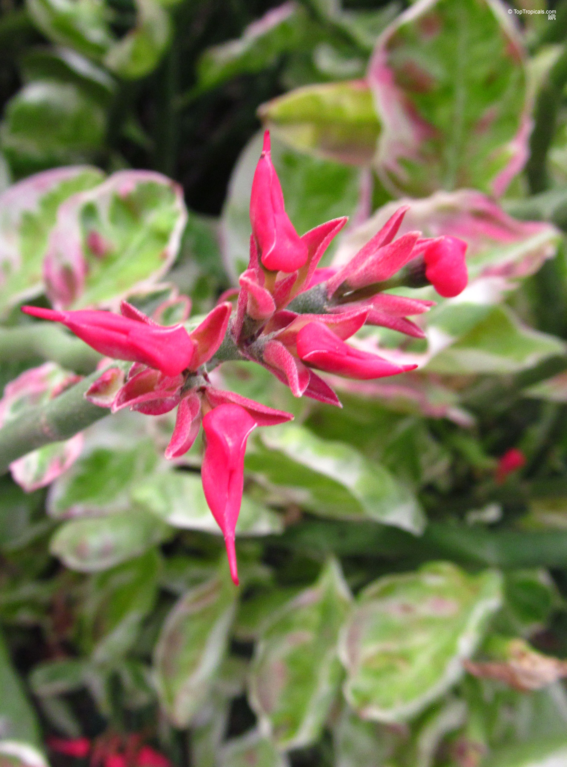 Euphorbia tithymaloides (Devil's backbone) pink flower emerging from variegated green leaves on a stem. Euphorbia tithymaloides (Devil's backbone) pink flower with green variegated leaves in close up.