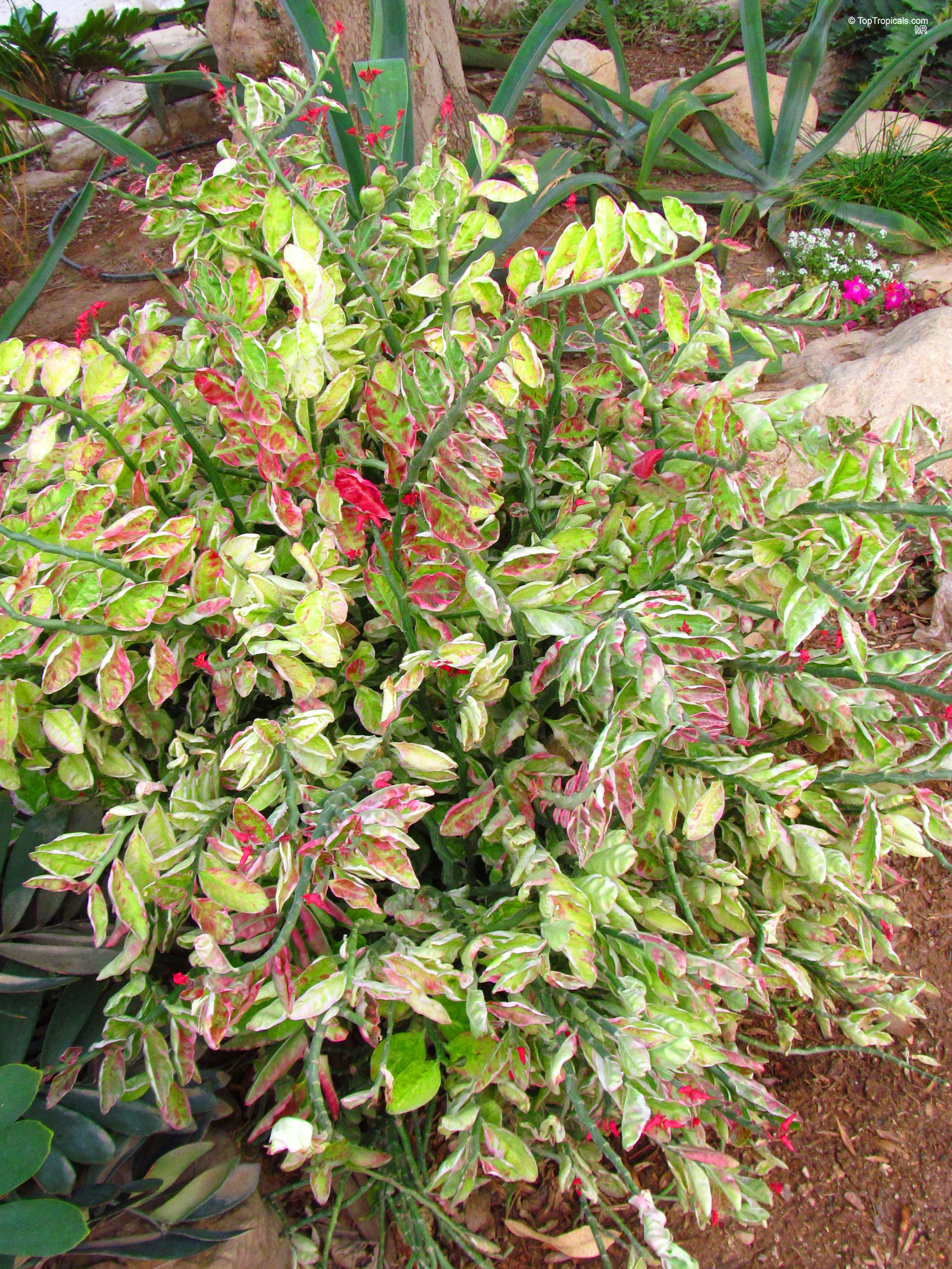 Euphorbia tithymaloides (Devil's backbone) showing variegated green, white, and pink leaves on zigzagging stems. Euphorbia tithymaloides (Devil's backbone) plant with green, white, and pink leaves close up