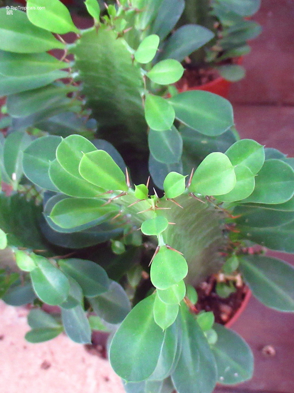 Euphorbia sp., Milkweed, Spurge. Euphorbia trigona Euphorbia sp., Milkweed, Spurge. Euphorbia trigona