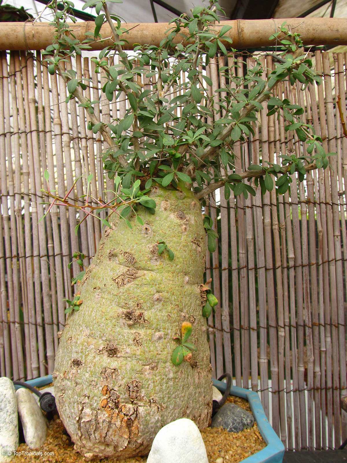 Fouquieria columnaris, Idria columnaris, Boojum Tree Fouquieria columnaris, Idria columnaris, Boojum Tree