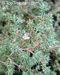 Frankenia sp., Seaheath, Alkali Heath

Click to see full-size image