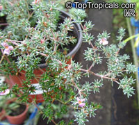 Frankenia sp., Seaheath, Alkali Heath