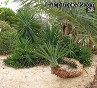 Furcraea sp., Furcraea