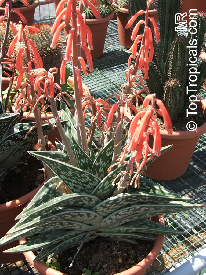 Gonialoe variegata, Aloe variegata, Tiger Aloe, Partridge-breasted Aloe