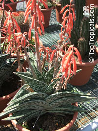 Gonialoe variegata, Aloe variegata, Tiger Aloe, Partridge-breasted Aloe

Click to see full-size image