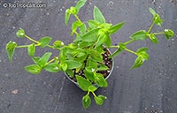 Tradescantia sp., Tradescantia, Spiderwort

Click to see full-size image