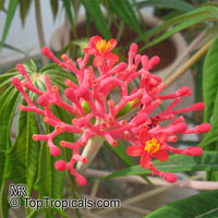 Jatropha multifida (Ятрофа мультифида) - растение