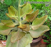 Kalanchoe beharensis, Velvet Leaf

Click to see full-size image
