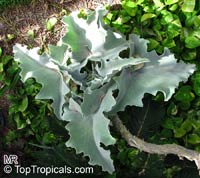 Kalanchoe beharensis, Velvet Leaf

Click to see full-size image