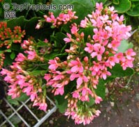 Kalanchoe blossfeldiana hybrids, Kalanchoe, Christmas Kalanchoe
