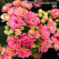 Kalanchoe blossfeldiana hybrids, Kalanchoe, Christmas Kalanchoe