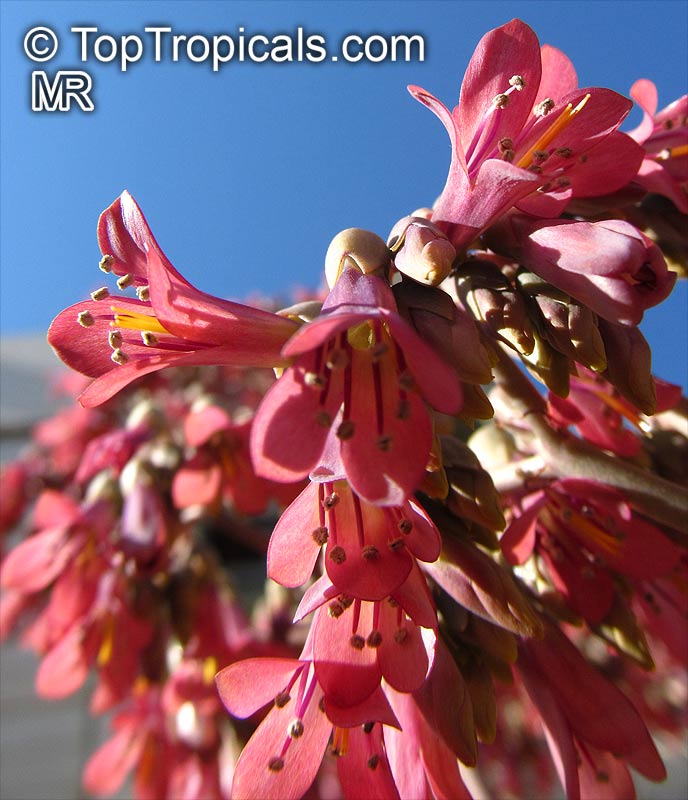 Bryophyllum daigremontianum, Kalanchoe crenato-daigremontiana, Kalanchoe daigremontiana, Mother of Thousands, Mother of Millions, Devils Backbone, Mexican Hat Plant