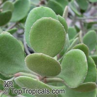 Kalanchoe dinklagei, Kalanchoe

Click to see full-size image