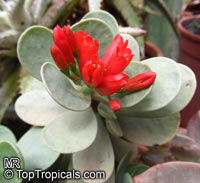 Kalanchoe farinacea, Mealy Kalanchoe

Click to see full-size image