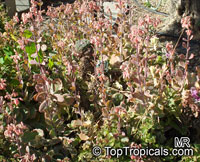 Bryophyllum fedtchenkoi, Kalanchoe fedtschenkoi, Kalanchoe

Click to see full-size image
