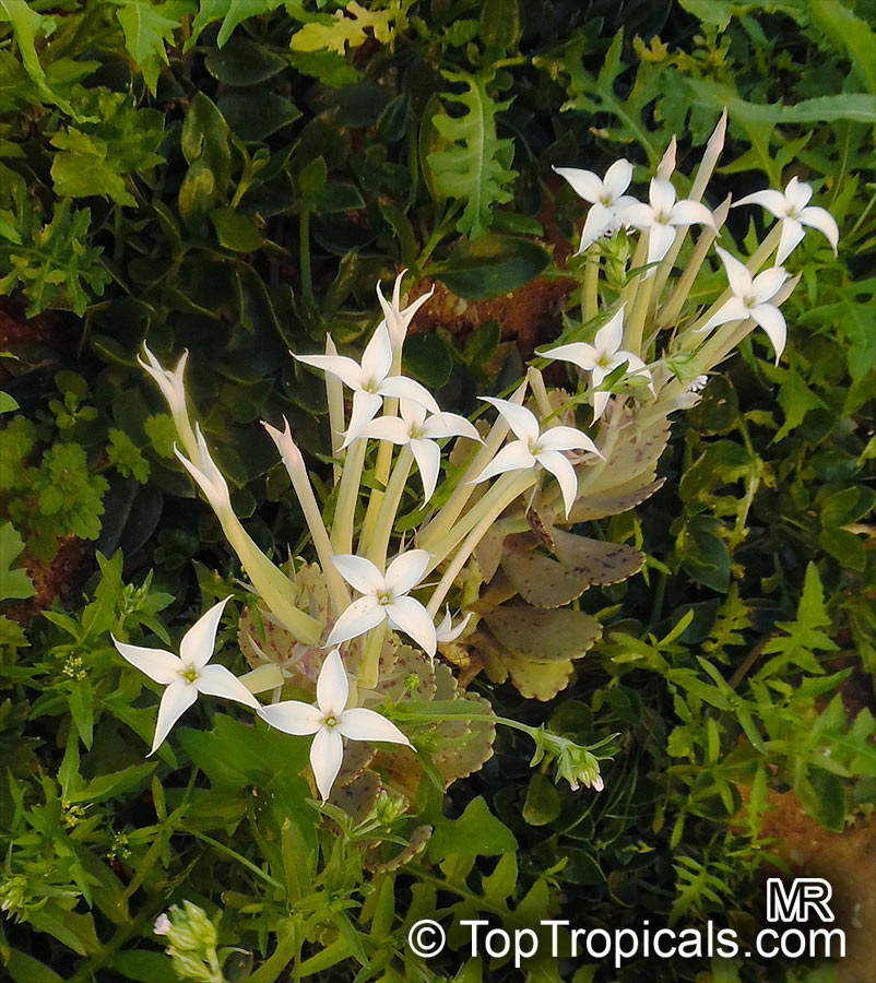 Kalanchoe marmorata, Kalanchoe grandiflora, Penwiper Plant