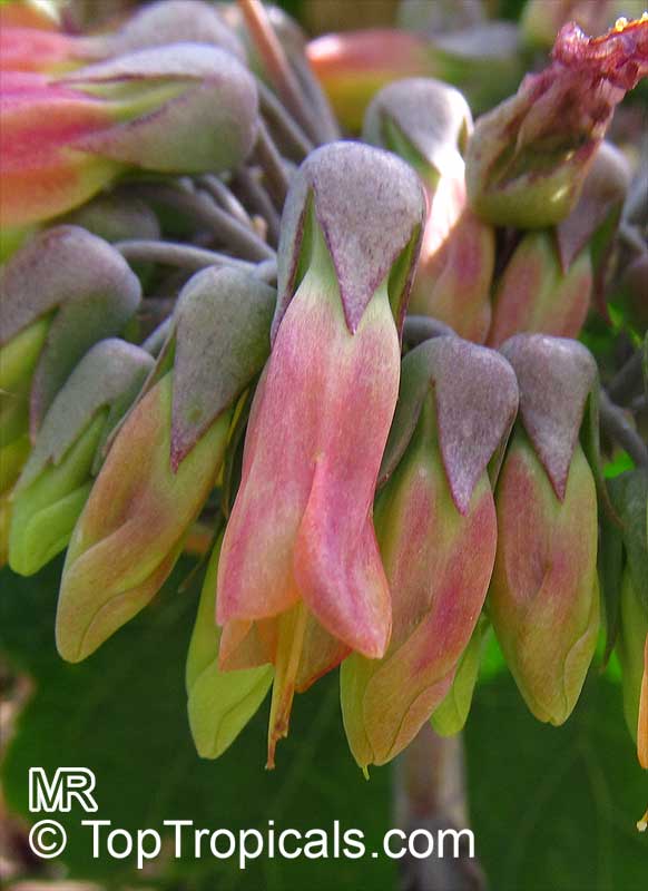 Kalanchoe serrata, Bryophyllum serratum, Kalanchoe Magic Tower