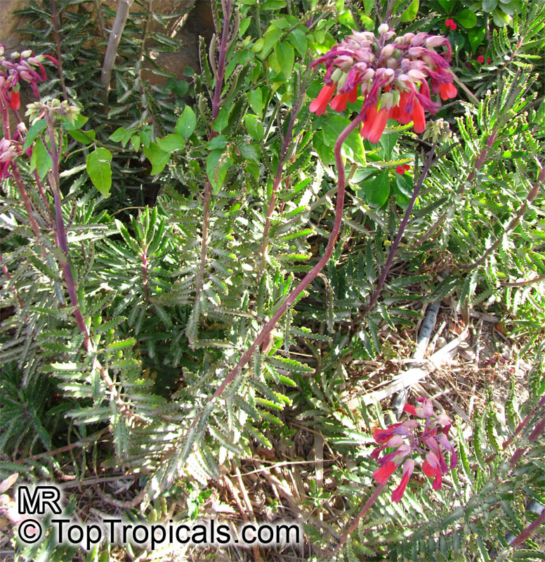 Kalanchoe serrata, Bryophyllum serratum, Kalanchoe Magic Tower