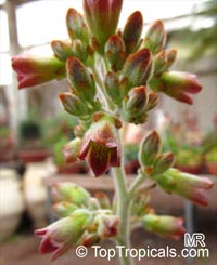 Kalanchoe tomentosa, Pussy Ears, Panda Plant

Click to see full-size image