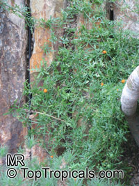 Kedrostis africana, Bryonia africana, Baboon's Cucumber

Click to see full-size image