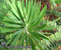 Kleinia neriifolia, Senecio kleinia, Verode

Click to see full-size image