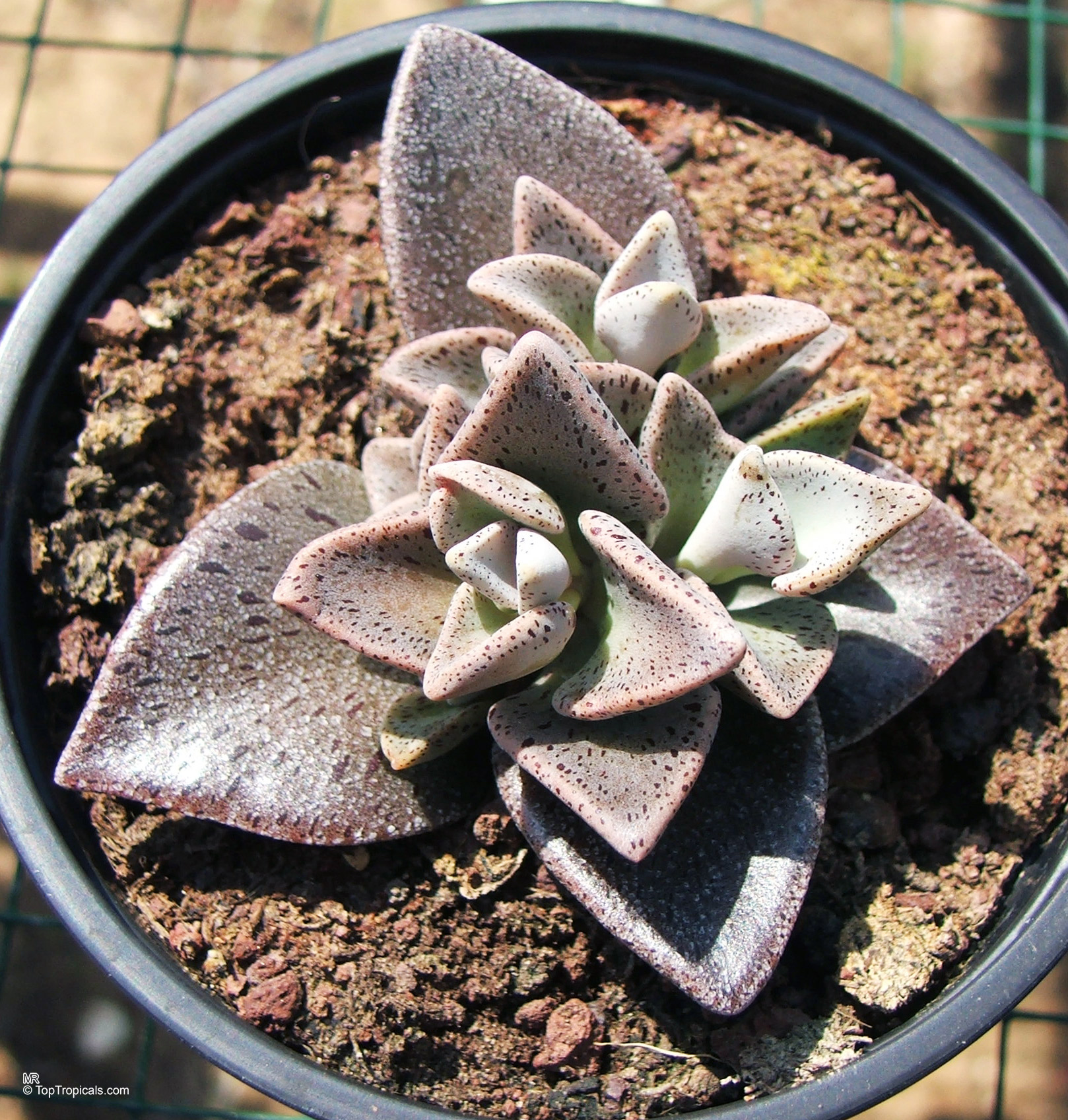 Lenophyllum guttatum (Sharpleaf Lenophyllum) with distinct purple speckles covering thick, triangular, grey succulent leaves. Lenophyllum guttatum (Sharpleaf Lenophyllum) with grey and purple triangular leaves in a small container