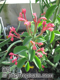 Monadenium coccineum, Euphorbia neococcinea, Masai Spurge

Click to see full-size image