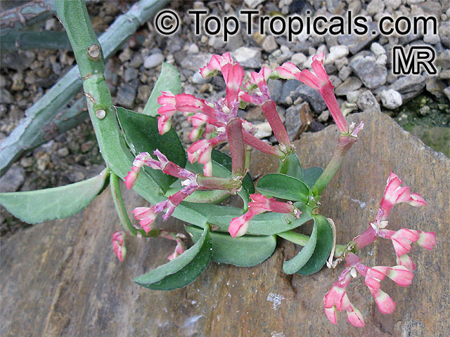 Monadenium coccineum, Euphorbia neococcinea, Masai Spurge