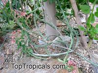Monadenium coccineum, Euphorbia neococcinea, Masai Spurge

Click to see full-size image