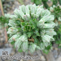 Monadenium guentheri, Monadenium

Click to see full-size image
