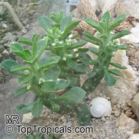 Euphorbia lugardiae, Monadenium lugardiae, Monadenium

Click to see full-size image