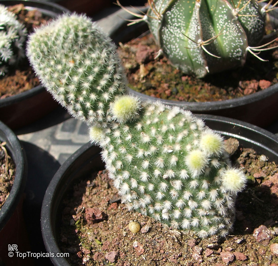 Opuntia microdasys, Angel's-wings, Bunny Ears Cactus, Bunny Cactus, Polka-dot Cactus. Opuntia microdasys v. albispina